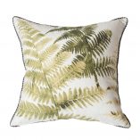 Olive Tree Fern