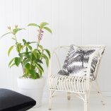 Charcoal Tree Fern - Image 2